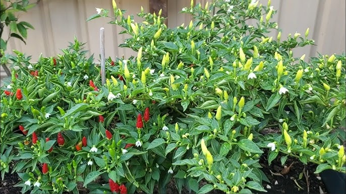 ปลูกพริกขี้หนูสวนพันธุ์เตี้ย ออกดอกชุดที่2