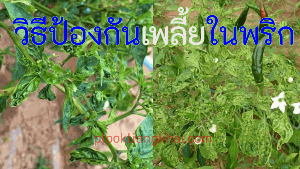 วิธีป้องกันเพลี้ยในพริก (IPM): วางแผน-สำรวจ-ชีวภัณฑ์-สารเคมีอย่างปลอดภัย